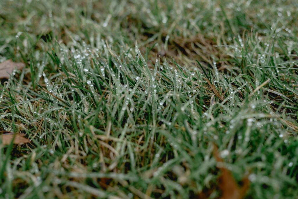 green grass field during daytime