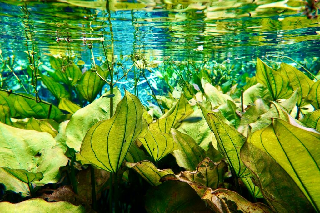 a group of green plants floating in a pond