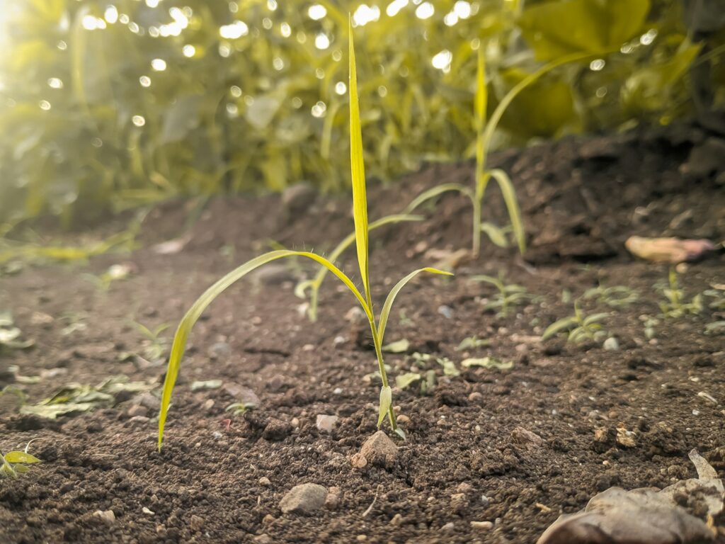 a close up of a plant in the dirt