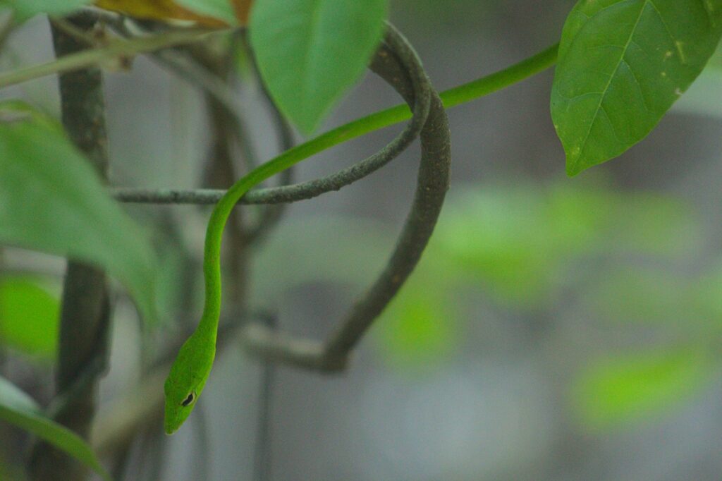green snake on brown tree branch
