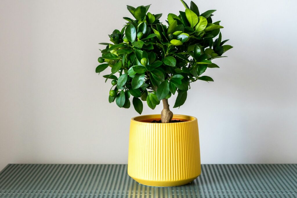 A potted plant sitting on top of a table