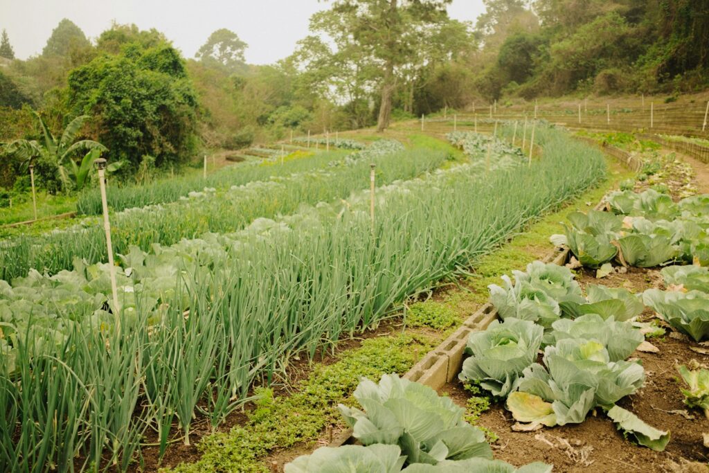 A field full of green plants with trees in the background