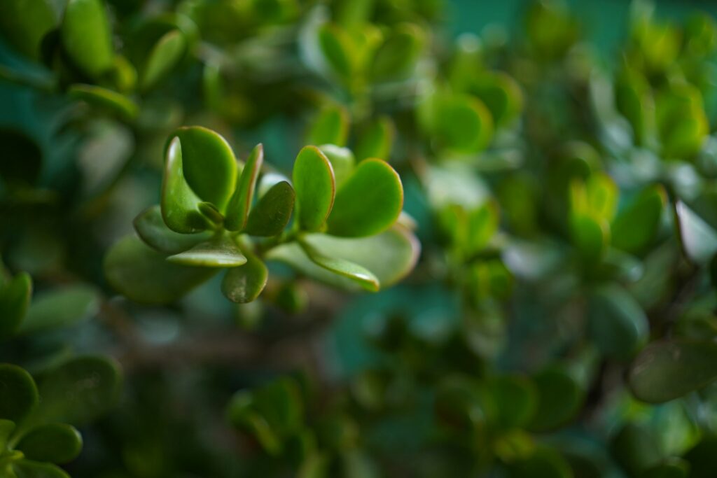a close up of a plant with green leaves