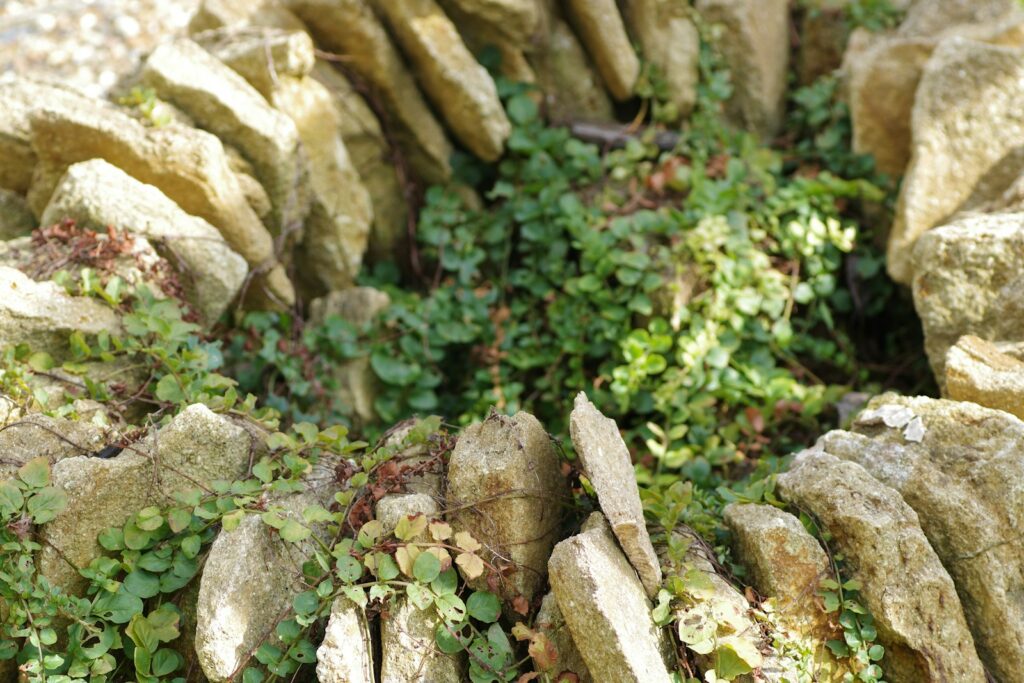 A stone wall with plants growing out of it
