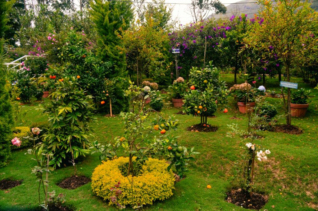 A garden filled with lots of different types of flowers