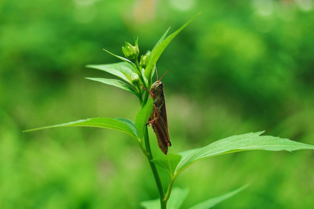brown grasshopper perched on green leaf in close up photography during daytime