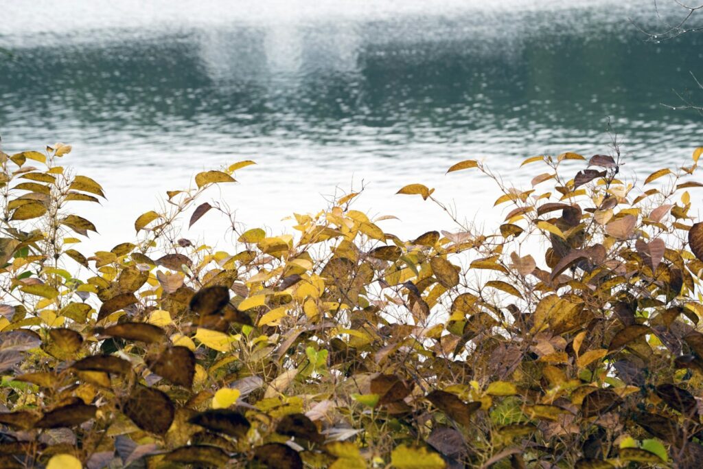a view of a body of water from behind a bush