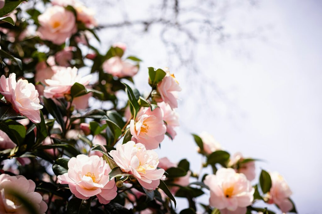 a bush of pink flowers with green leaves