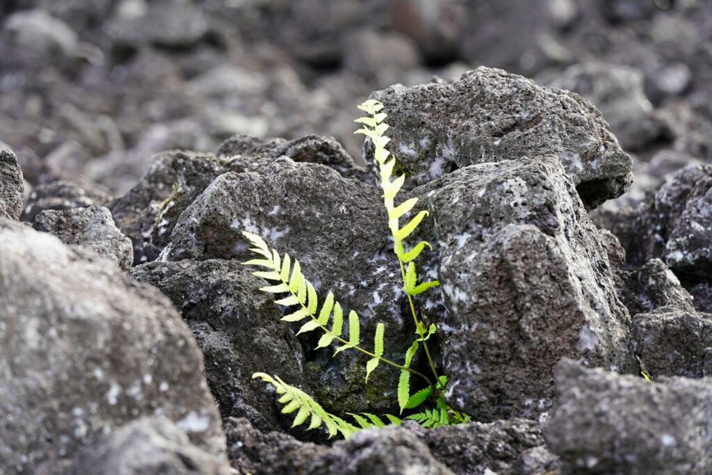 Green fern growing through dark volcanic rocks