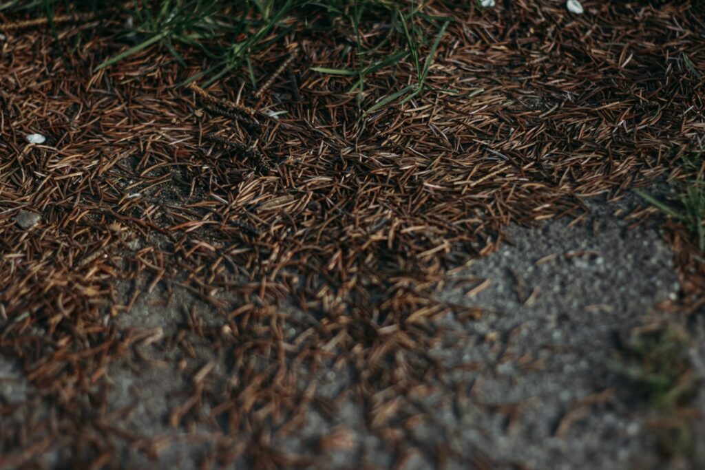 a close up of some dirt