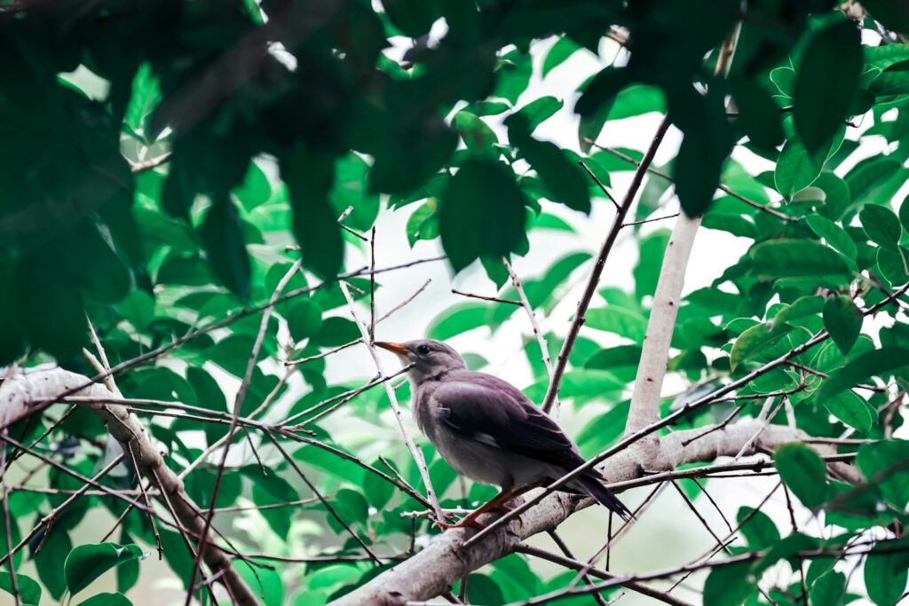 a bird sitting on a branch of a tree