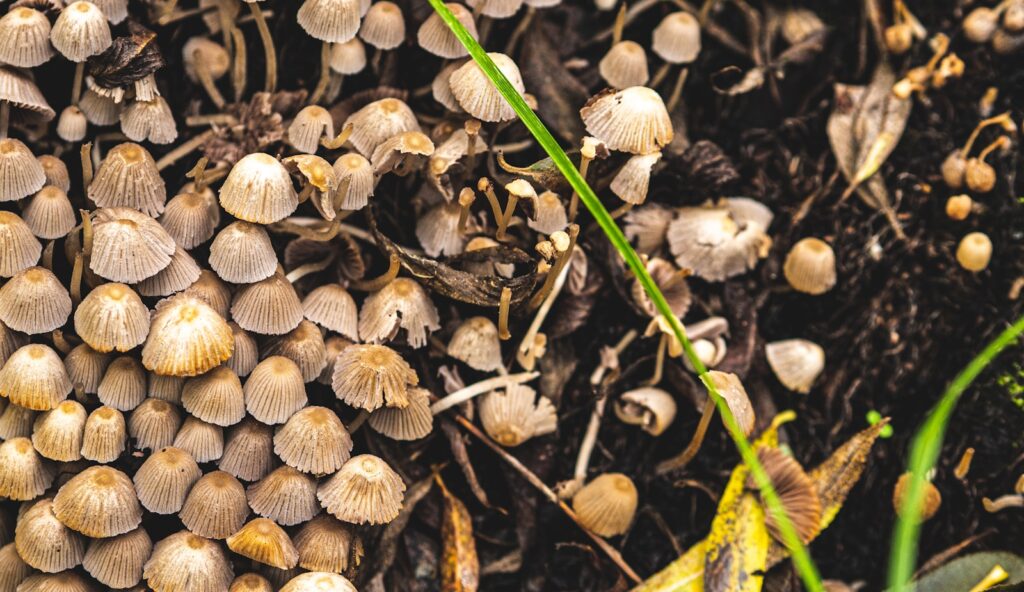 a bunch of mushrooms that are on the ground