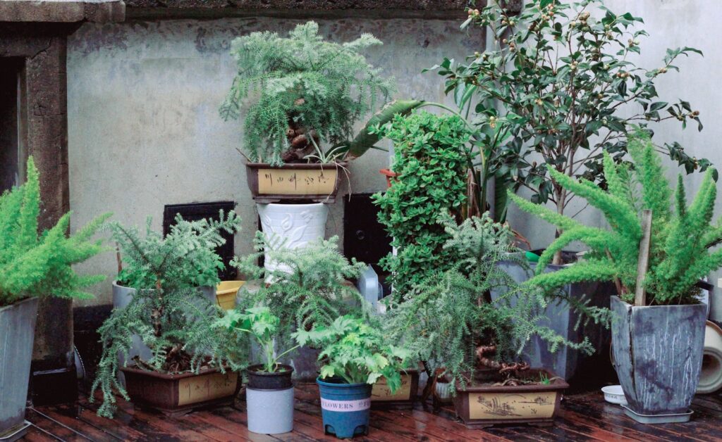 Potted plants sit in front of a wall.