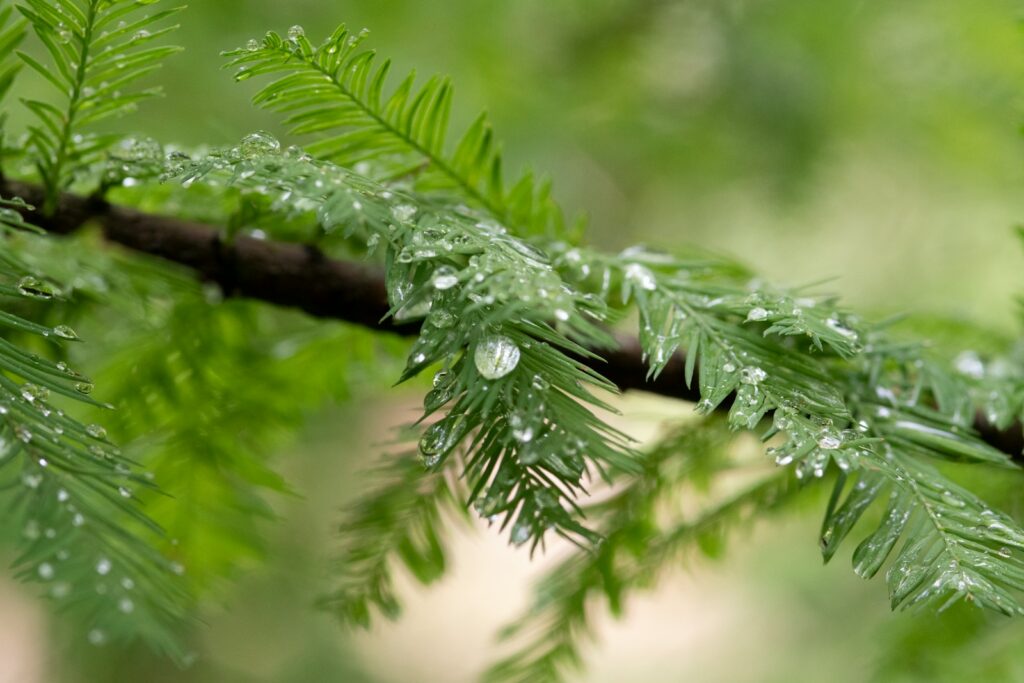 water droplets on a leaf