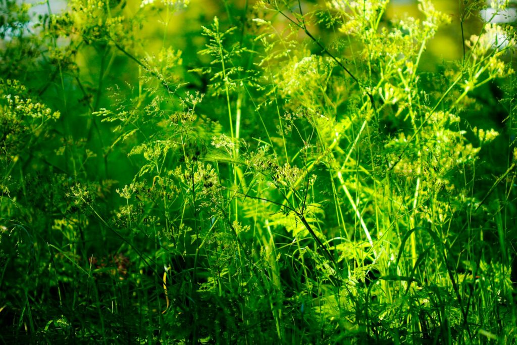 a bunch of green plants that are in the grass