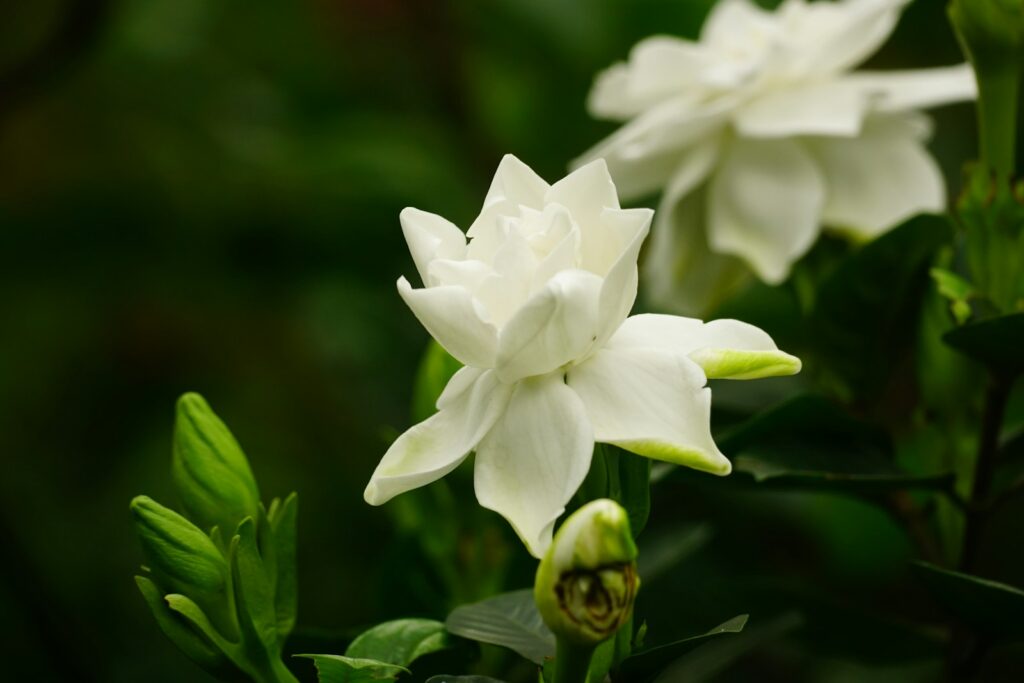 a close up of a white flower with green leaves