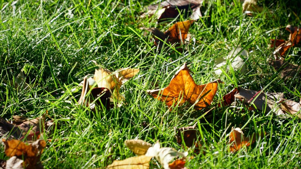 Fallen leaves scattered across green grass.