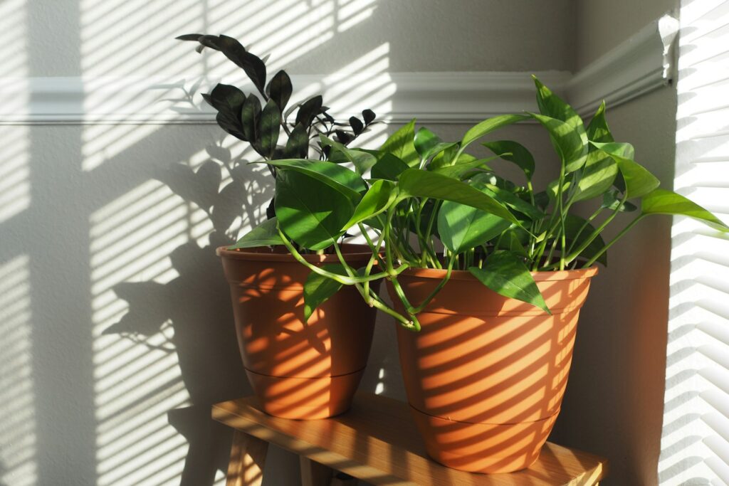 A couple of potted plants sitting on top of a shelf
