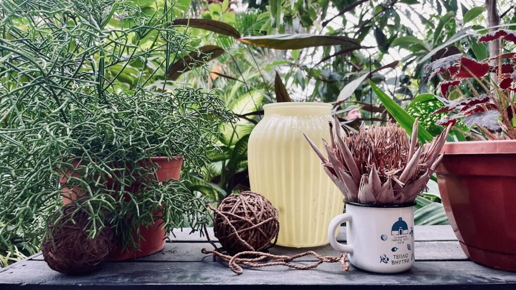 A group of potted plants sitting on top of a wooden table