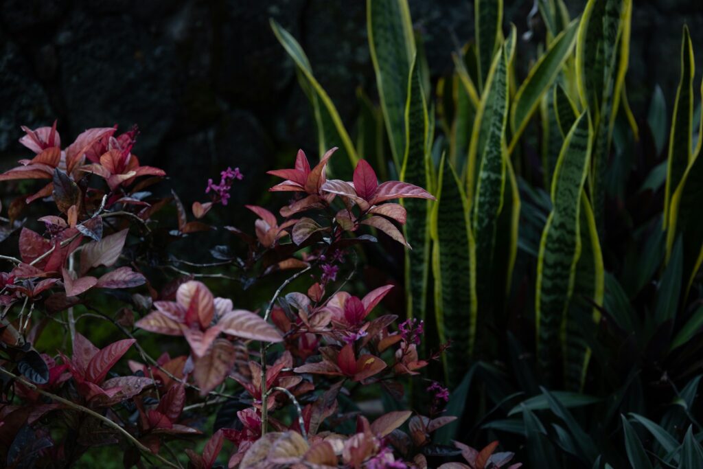 Reddish plants and snake plants against dark background