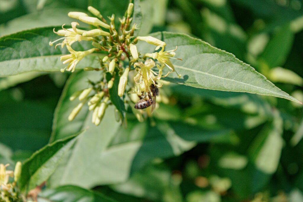 A close up of a flower on a tree