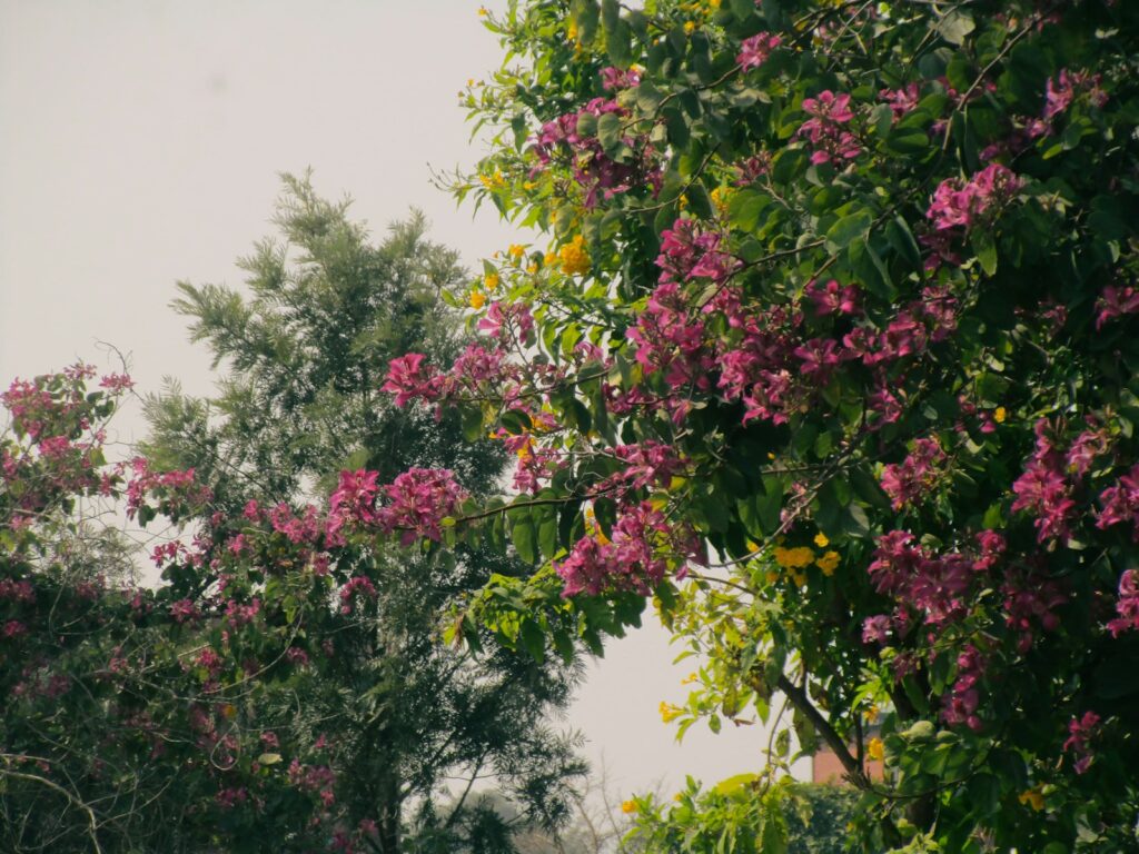 a tree filled with lots of purple flowers