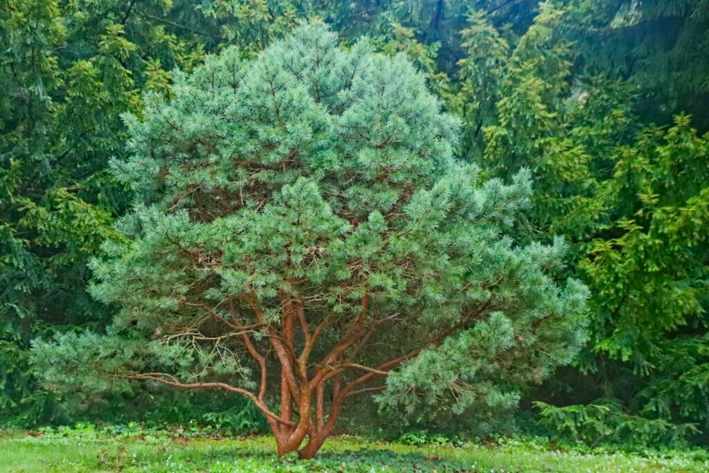 a large green tree sitting in the middle of a forest