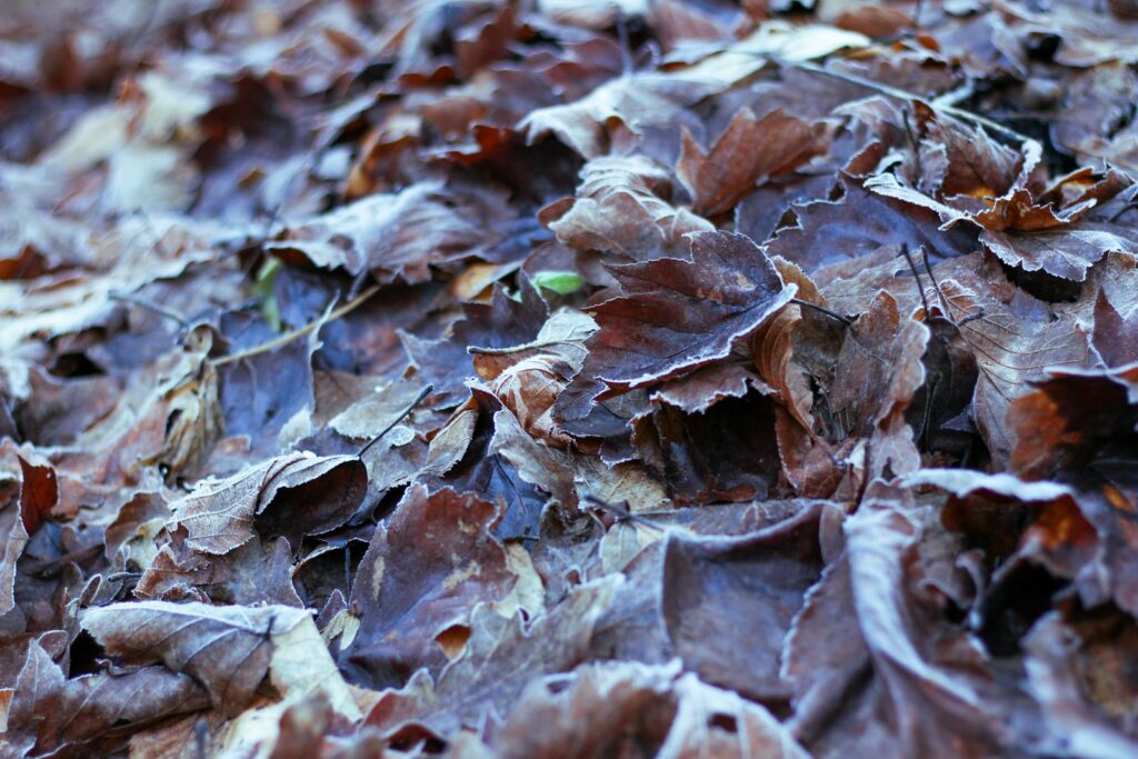 a bunch of leaves that are laying on the ground