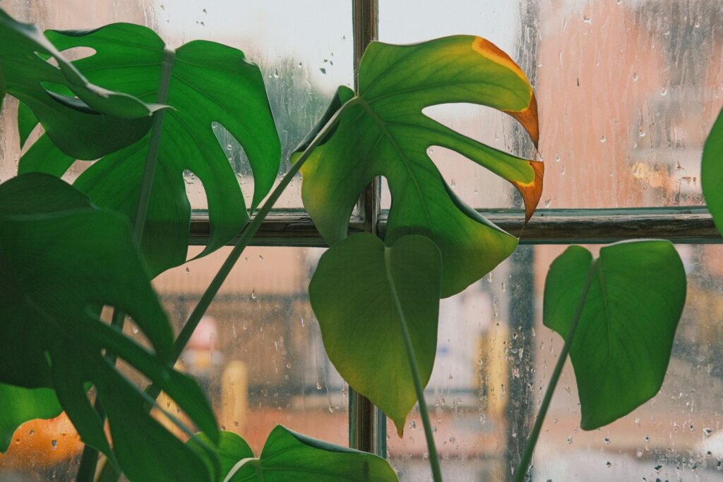 Monstera plant with leaves sits by a window.
