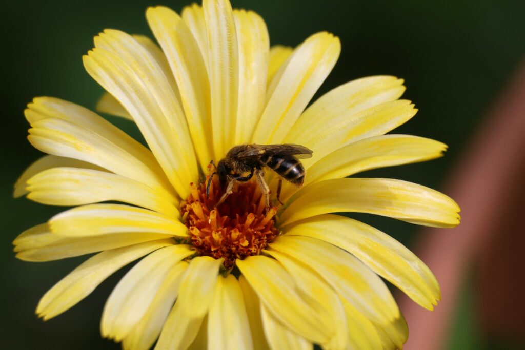 A bee is sitting on a yellow flower