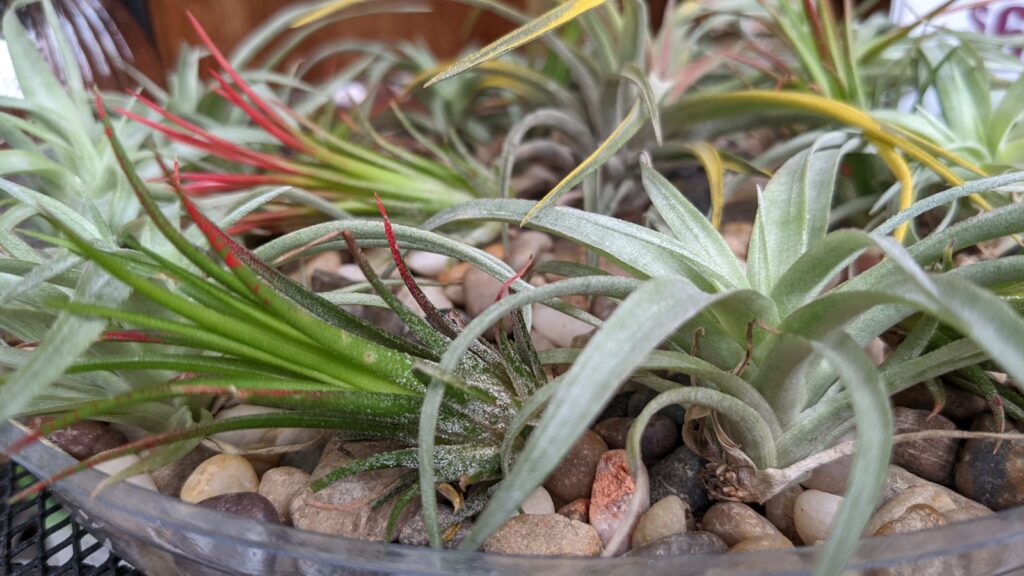 a close up of a plant in a bowl of rocks