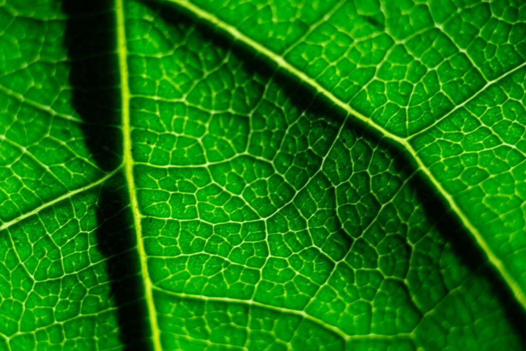 green leaf in close up photography