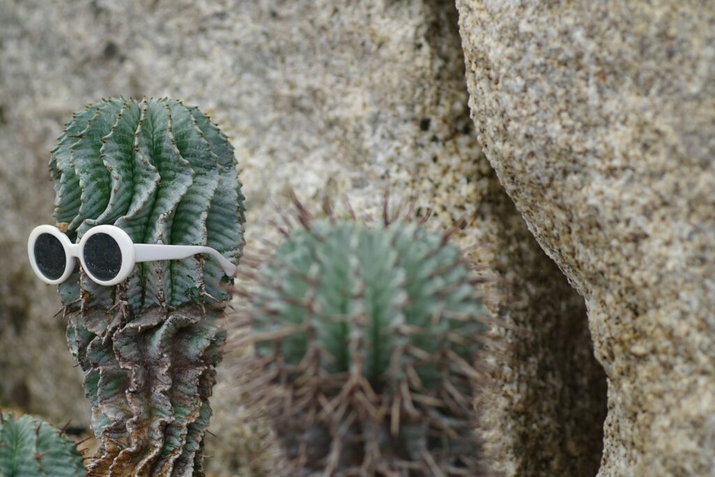 A pair of sunglasses sitting on top of a cactus