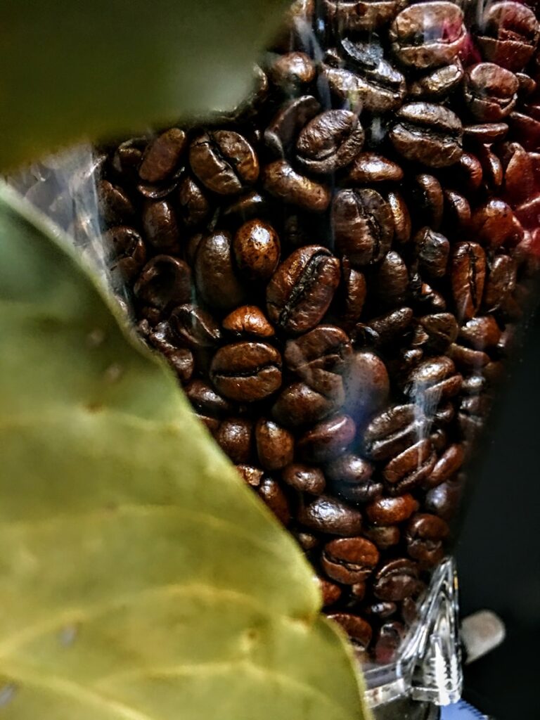 a close up of a plant