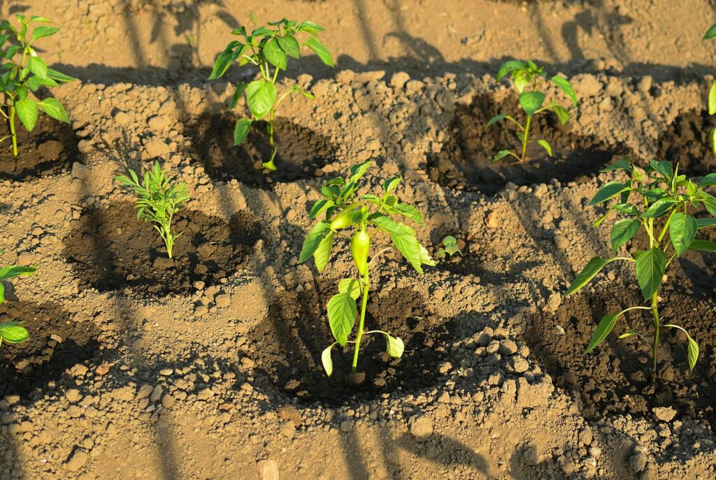 a group of small green plants growing in dirt