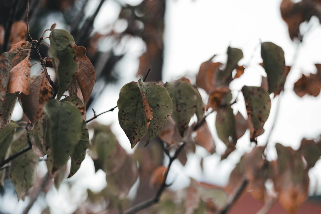 a close up of leaves on a tree