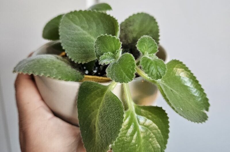 A hand holds a potted plant with green leaves.