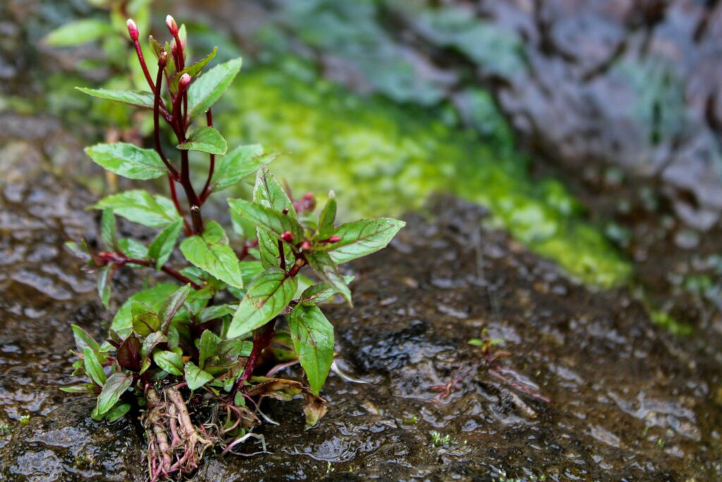 red and green plant on ground