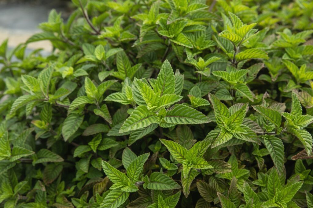 a close up of a bush with green leaves
