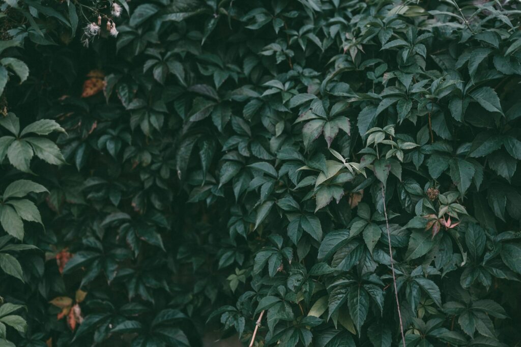 green leaves plant during daytime