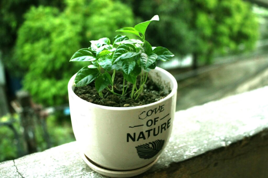 a potted plant is sitting on a ledge