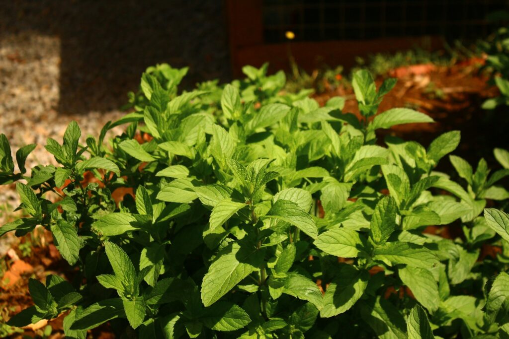 Green leafy plants are growing in the sunlight.