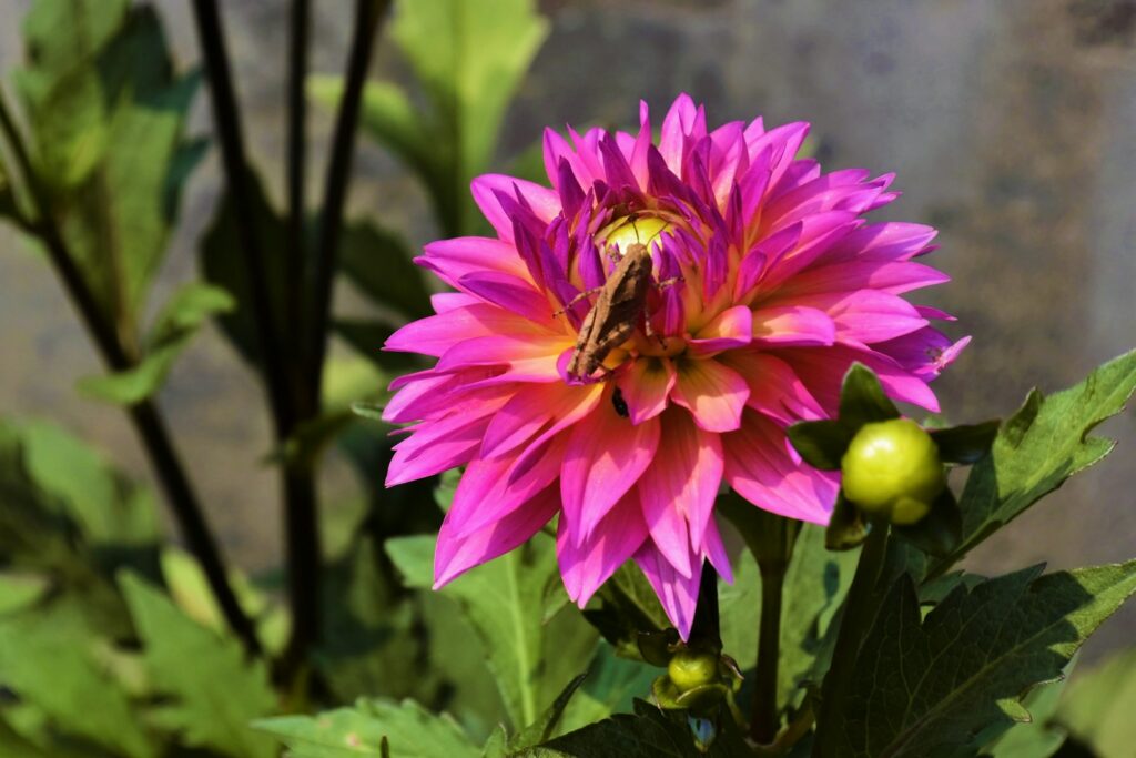 pink and yellow flower in tilt shift lens