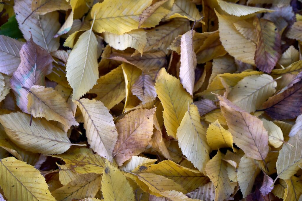 a bunch of leaves that are laying on the ground