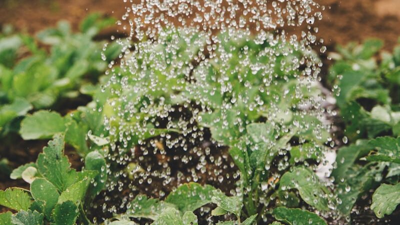 person watering plant