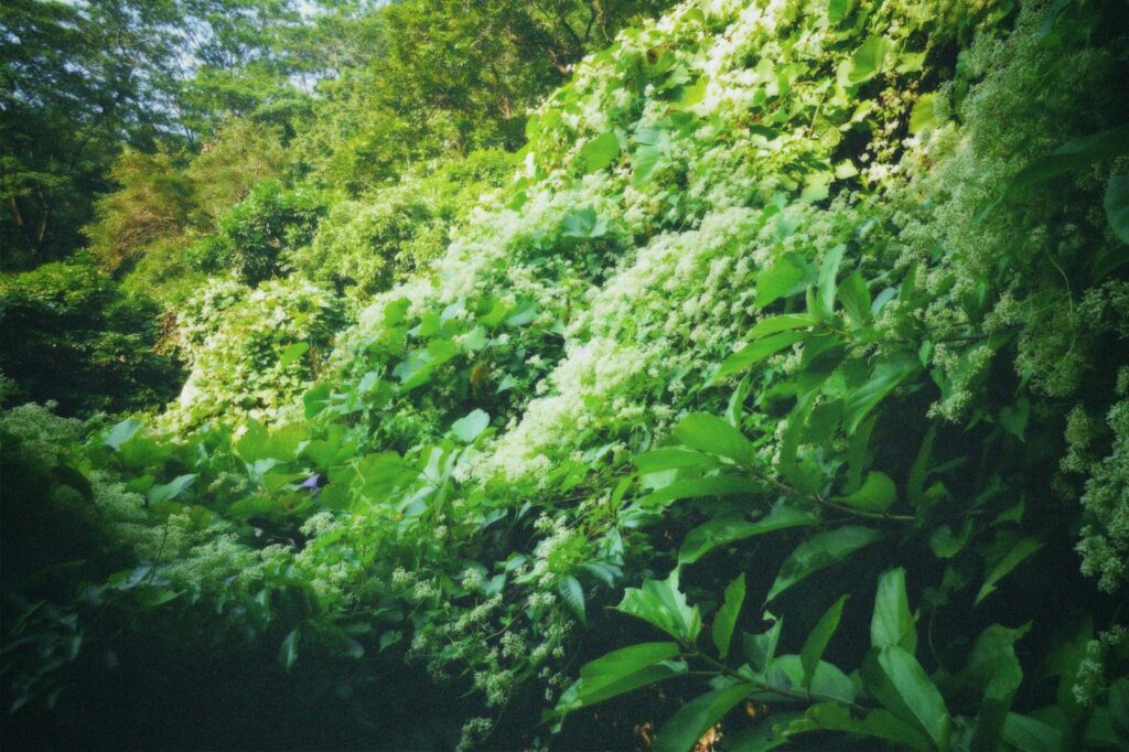 a lush green forest filled with lots of trees