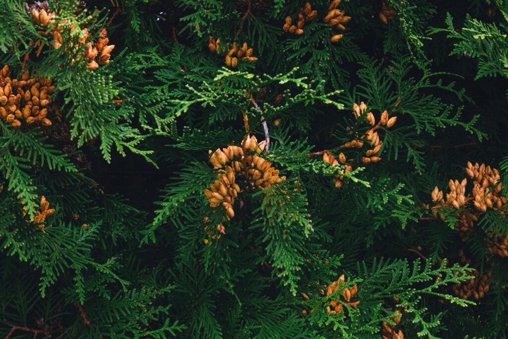 A bunch of pine cones on a tree