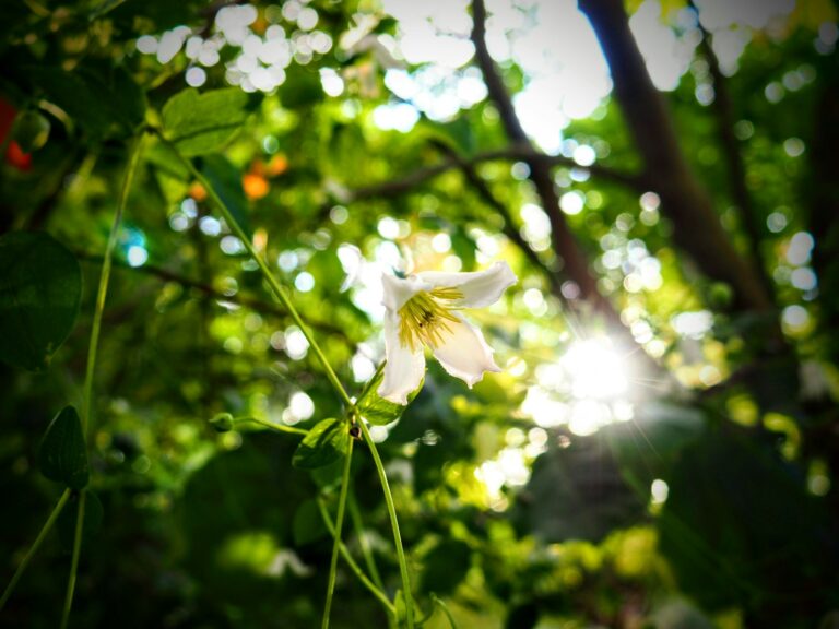 a flower that is growing in the grass