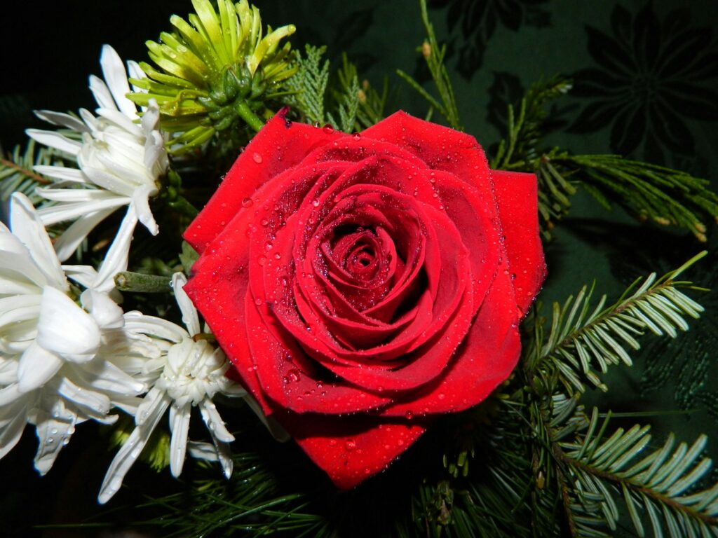 a red rose surrounded by white flowers and greenery