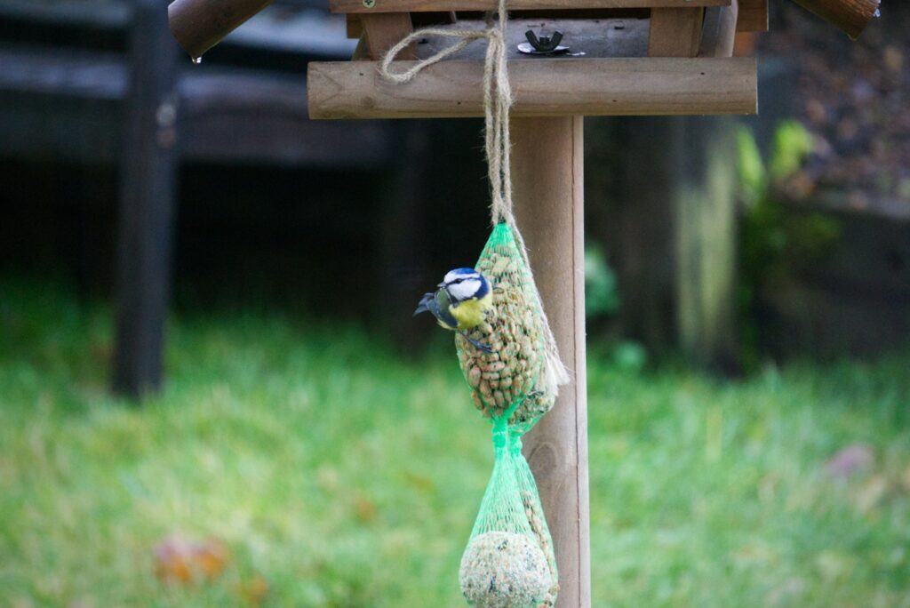 a bird feeder hanging from a wooden pole